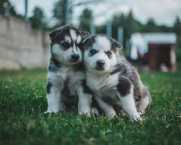 Family Raised Siberian Husky Puppy Ready for Adoption in USA